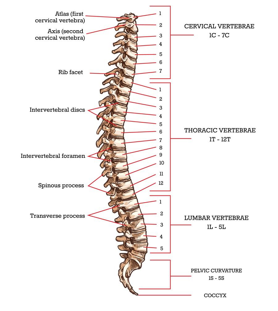 Colonna vertebrale